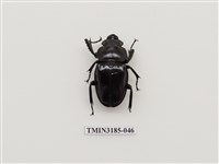 藏品(鬼艷鍬形蟲)的圖片